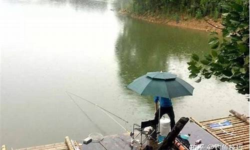 夏季雨天黑坑钓鱼技巧和方法(图1)